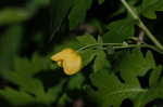 Celadine poppy